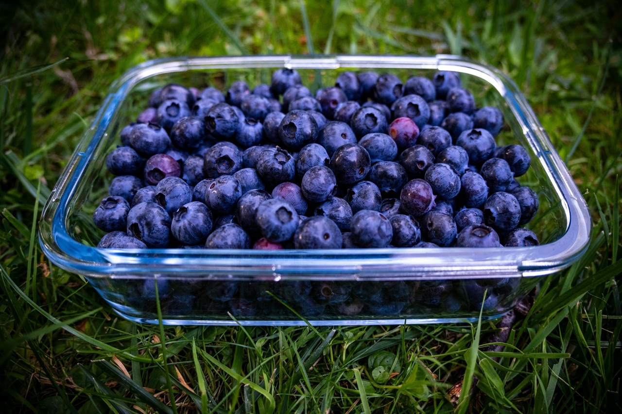 pexels-michalrobak-27393815