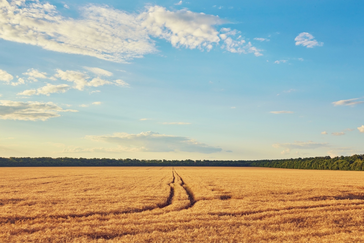 countryside-road-through-fields-with-wheat (1)