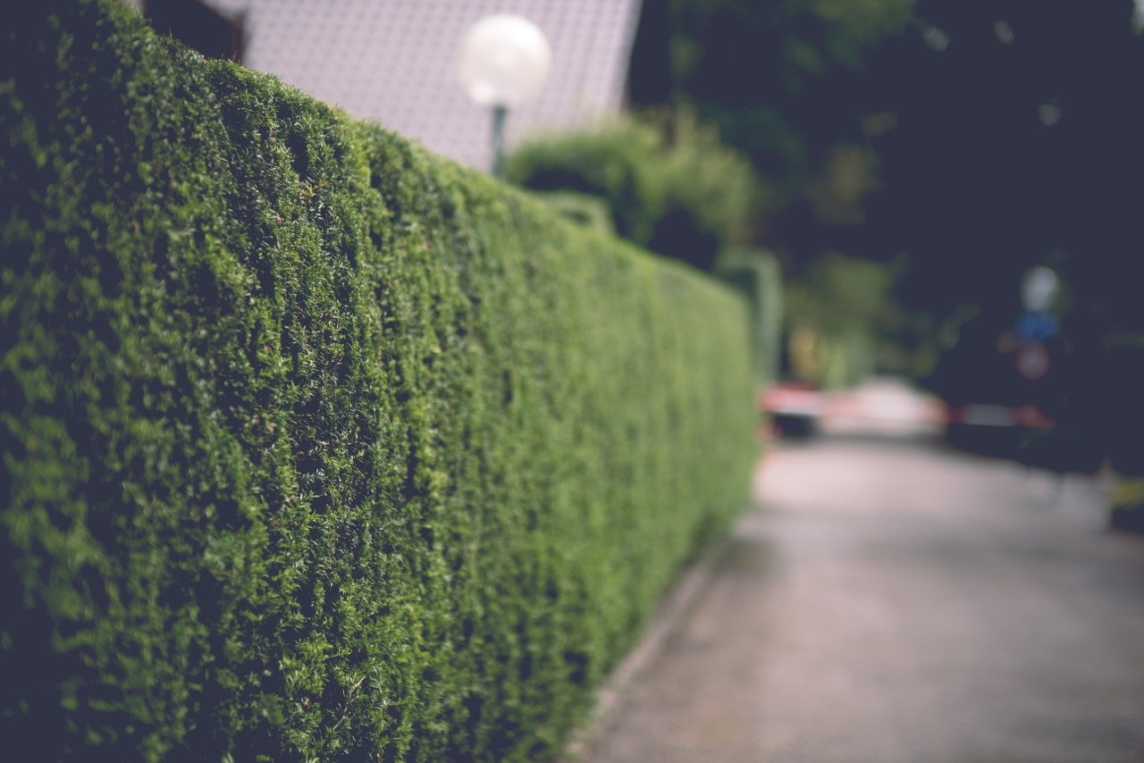 pexels-haberdoedas-32460001 (1)