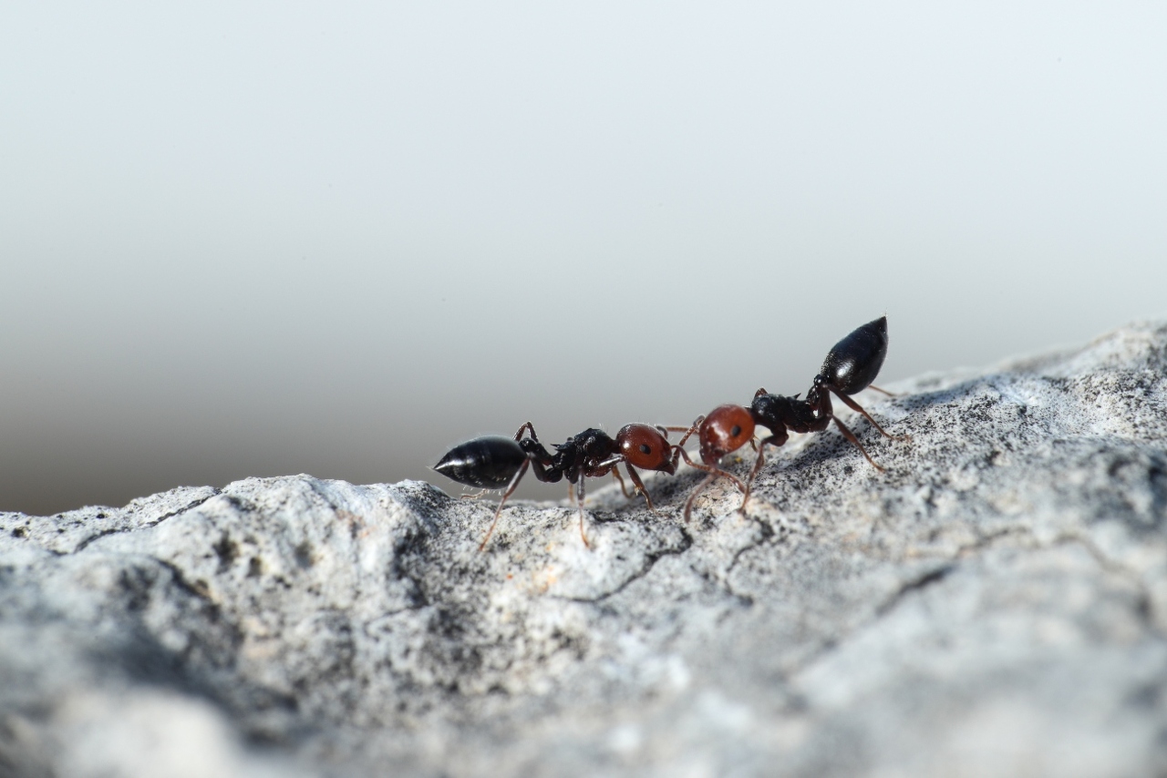 cocktail-ants-crematogaster-scutellaris-comunicating-malta-mediterranean (1)