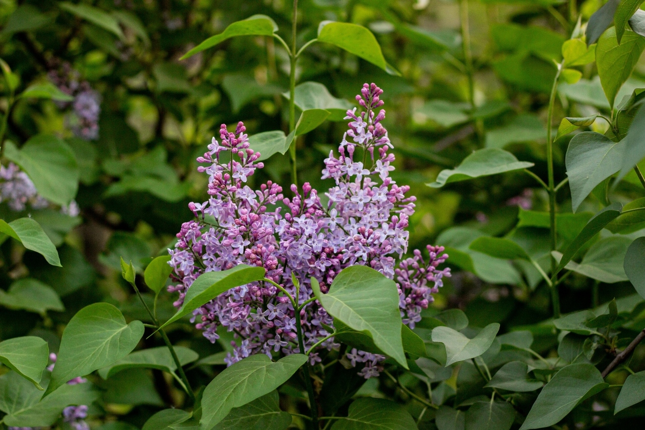 pexels-natalia-sevruk-636238602-31831661 (1)