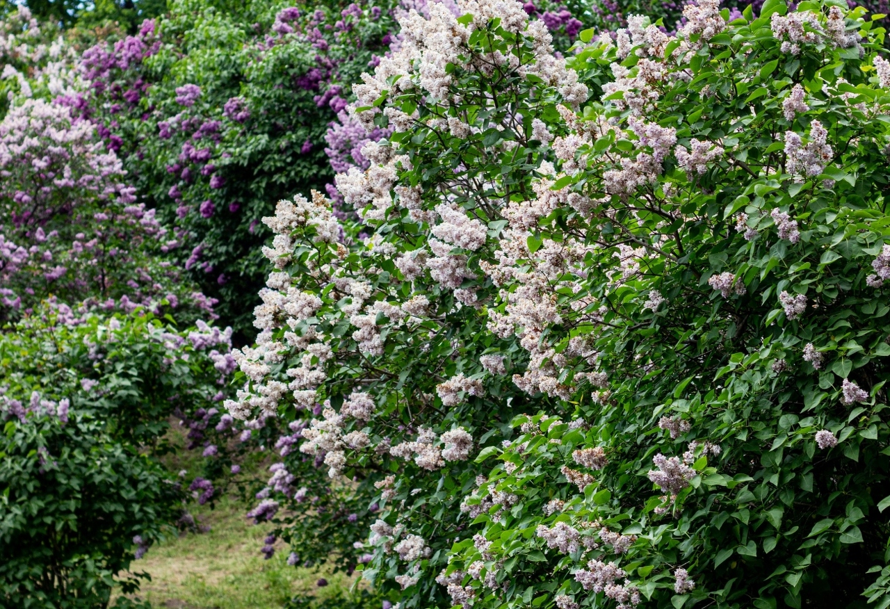 pexels-natalia-sevruk-636238602-32045898 (1)