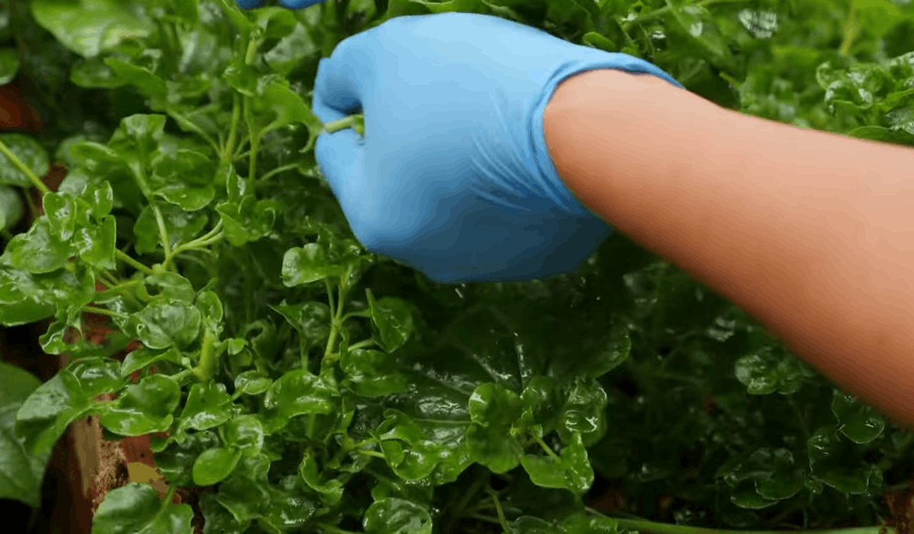 Snimka zaslona 2026-04-01 111808