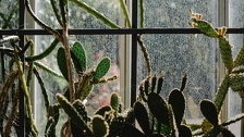 Tijekom studenog stavite kaktus uz prozor: Riješit će jedan veliki i neugodni problem