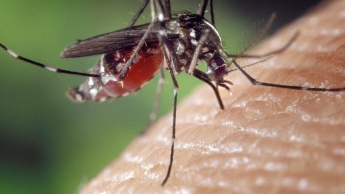 8 načina kako se zaštititi od komaraca