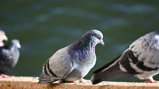 Imate problema s golubovima? Postoji jednostavan i bezopasan način da ih se riješite uz jednu stvar iz kuhinje