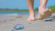 Kod Italije uočena jedna od najotrovnijih životinja na svijetu: Širi se Sredozemljem i dolazi sve do plaža