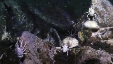 Otkriveni bazeni smrti u kojima staje život iste sekunde