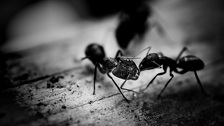 Mravi bježe od ovog sastojka kao vrag od tamjana: Vjerojatno ga imate kod kuće