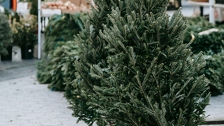 Stručnjak otkrio na što paziti kada kupujete bor: Ovako ćete odabrati najmirisniju i najbolju jelku