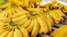 Moglo bi vas iznenaditi što se događa s vašim tijelom ako svaki dan jedete banane