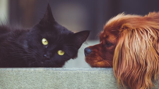 CIJENA LJUBIMCA: Koliko košta imati psa ili mačku?