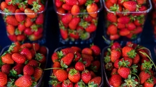 Jagode na hrvatskom tržištu testirane na pesticide: Evo kako su prošle