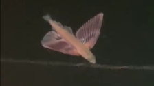 Čudnovata riba s krilima snimljena u Jadranu: Sve je zapanjilo kako bježi od predatora
