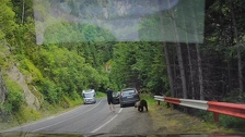 Medvjed prišao turistu s leđa: Sve je ostavilo bez riječi što je potom napravio