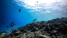 Morski monstrum od šest metara izronio iz oceana: Ponovno je nadmudrio znanstvenike