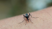 Postoji čak 13 biljaka koje će vas zaštiti od komaraca: Neke možete držati i u stanu