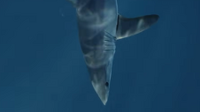 Viđena golema morska psina koju zovu Sharkzilla: Pojavile se čak i teorije o nuklearnoj mutaciji