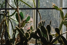 Tijekom studenog stavite kaktus uz prozor: Riješit će jedan veliki i neugodni problem