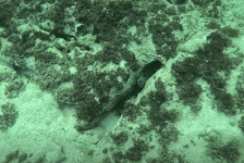 Znanstvenici kod Splita pronašli dvije jezive morske nemani: Inače su vrlo agresivne i opasne