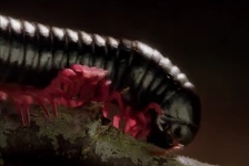 Otkriven divovski kukac veličine automobila: Dugo smo htjeli vidjeti njegovu glavu