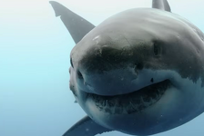 Velike bijele psine imaju traume zbog jednog predatora i to nije kit ubojica već nešto puno gore