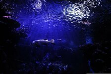 Nemate pojma kakvo zastrašujuće biće živi u našim oceanima: Upoznajte morskog Darth Vadera