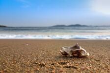 Jedna od najjezivijih stvorenja koje smo do sada vidjeli: Pogledajte kako izgledaju morski kukci koji obožavaju grickati stopala