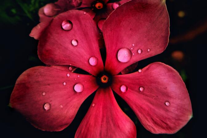 Ovih 8 vrsti cvijeća ne zahtjevaju puno pažnje - samo malo sunca i vode!