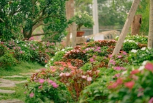 Mnogi sade ove biljke u vrtu, a nisu ni svjesni da privlače zmije