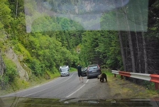 Medvjed prišao turistu s leđa: Sve je ostavilo bez riječi što je potom napravio