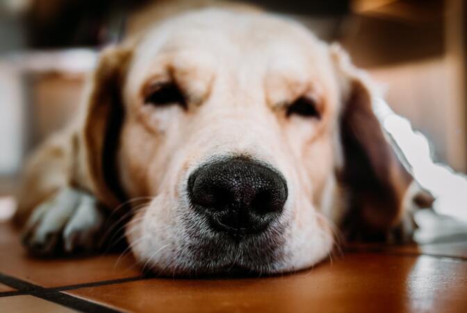 Uzimate psa? Saznajte koja je pasmina psa najbolja za vas!