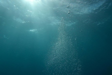 Biće nalik izvanzemaljcu naglo se transformiralo: Znanstvenici šokirani prizorom iz dubina