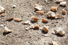 Znanstvenici došli do revolucionarnog otkrića: Pogledajte što su napravili od krušnih mrvica