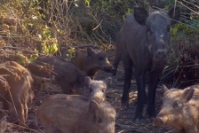 Lovci u strahu nakon što su otkrili čudnovate svinje plave boje: Govorim vam o neonskoj boji