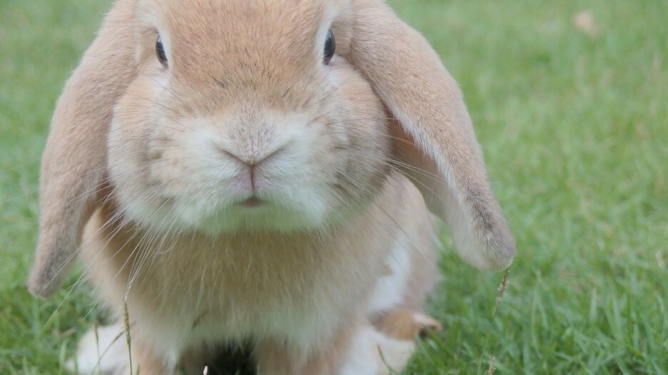 bunny-1149060_1280