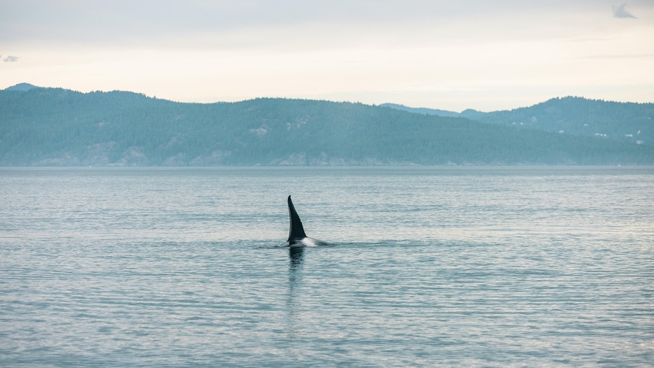 Snimljen možda i najstrašniji zvuk u moru: Poslušajte kako golema morska neman priča ljudskim jezikom
