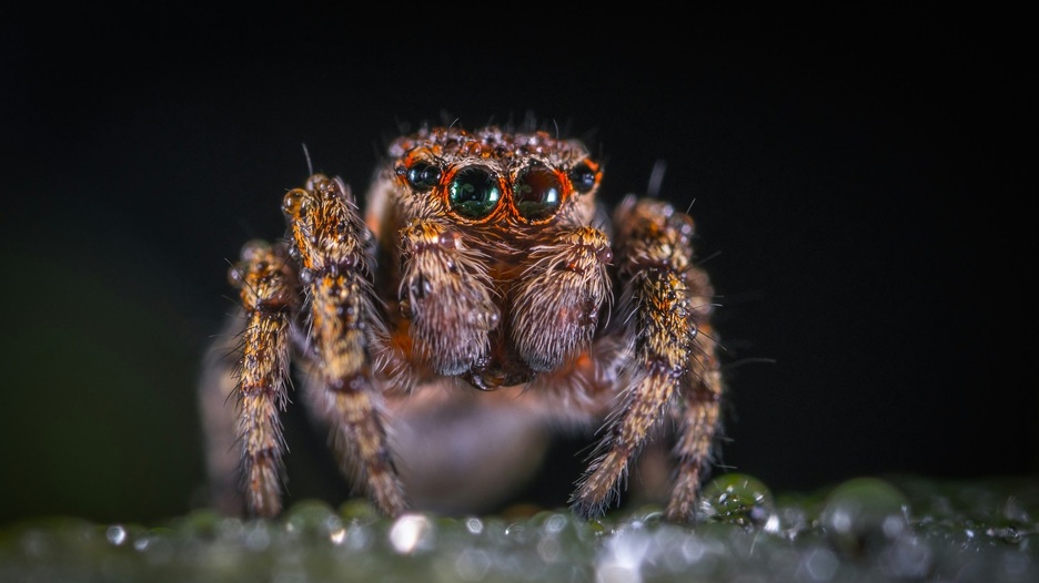 Stručnjak otkrio zašto nikada ne biste trebali ubiti kućnog pauka: Pogledajte što zapravo rade za vas