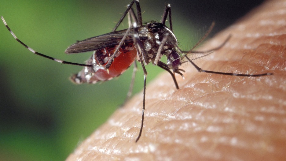 kako se zaštititi od komaraca