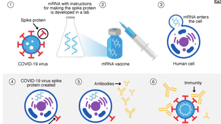 mrna