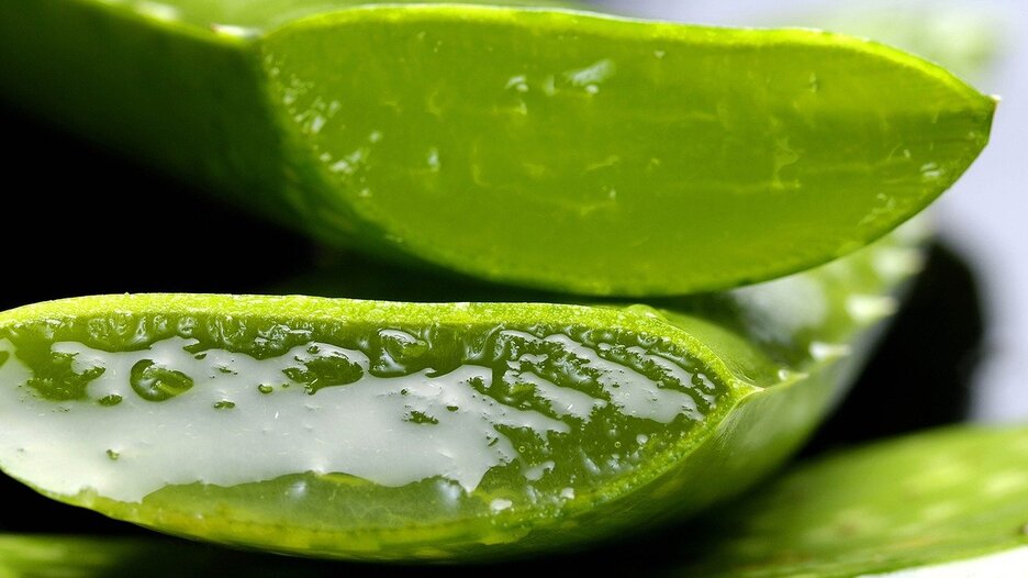 aloe-2163120_1280