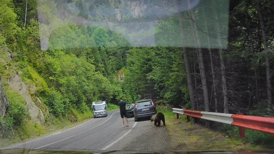 Medvjed prišao turistu s leđa: Sve je ostavilo bez riječi što je potom napravio