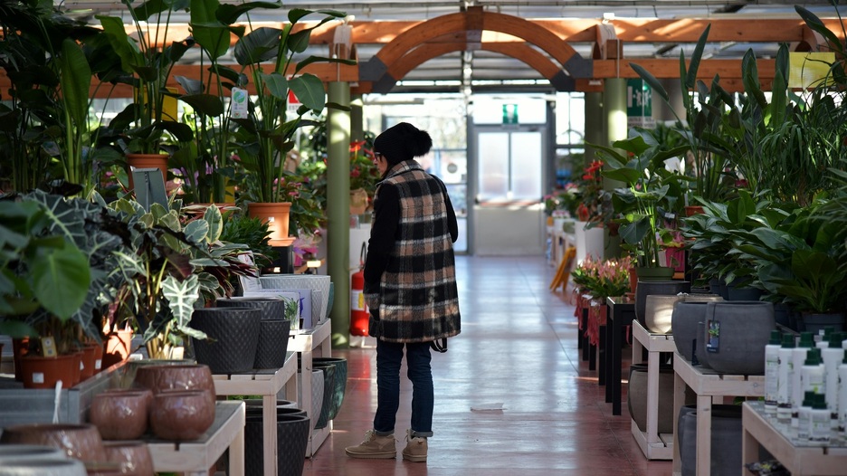 Zaboravite na klime i ventilatore: Ovih 5 kućnih biljaka mogu vrlo dobro rashladiti prostor