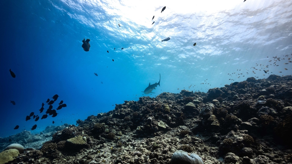 Morski monstrum od šest metara izronio iz oceana: Ponovno je nadmudrio znanstvenike