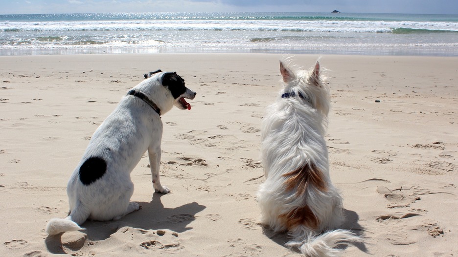 plaže za pse hrvatska