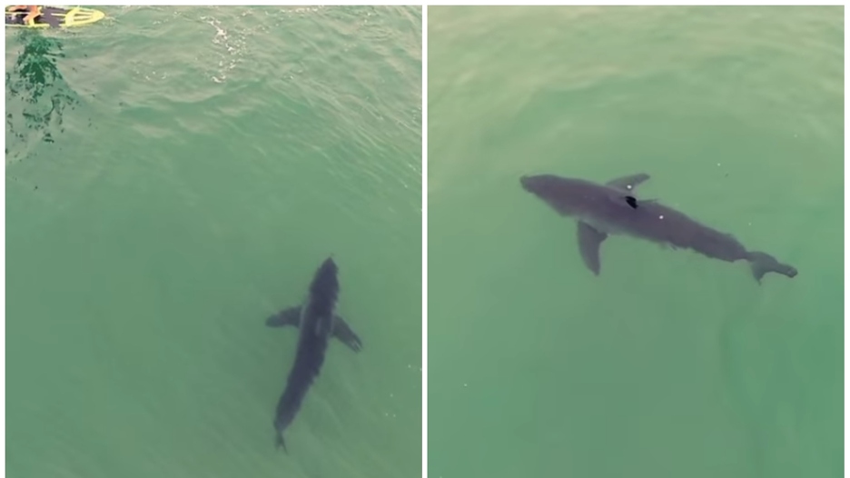 Dronom snimili situaciju koja će prestraviti i najhrabrije: Velike bijele psine plivale točno ispod čovjeka