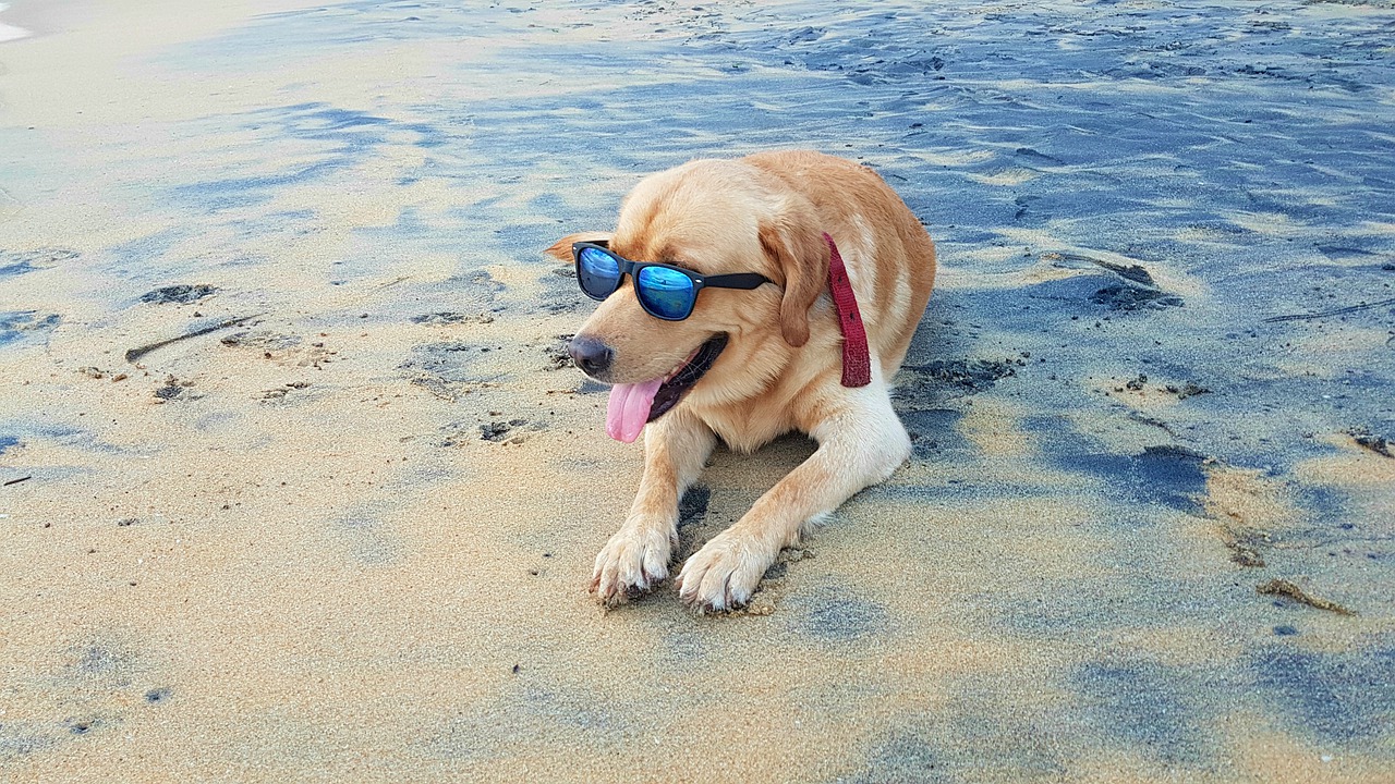 najbliža plaža za pse - gdje ima plaža za pse