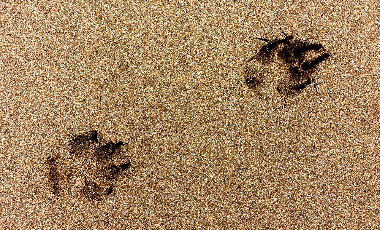 Najbliža plaža za pse - gdje ima plaža za pse