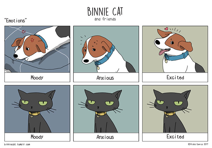 funny-cats-vs-dogs-comics-200-59c380533523b__700