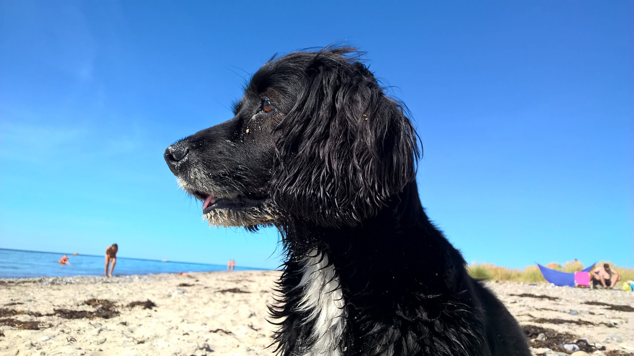 najbliža plaža za pse - gdje se nalazi plaža za pse